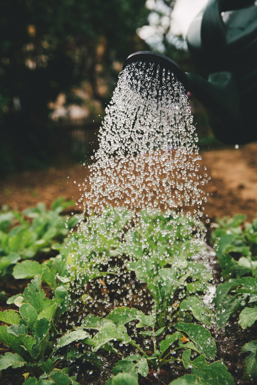 Indoor Plants for Beginners