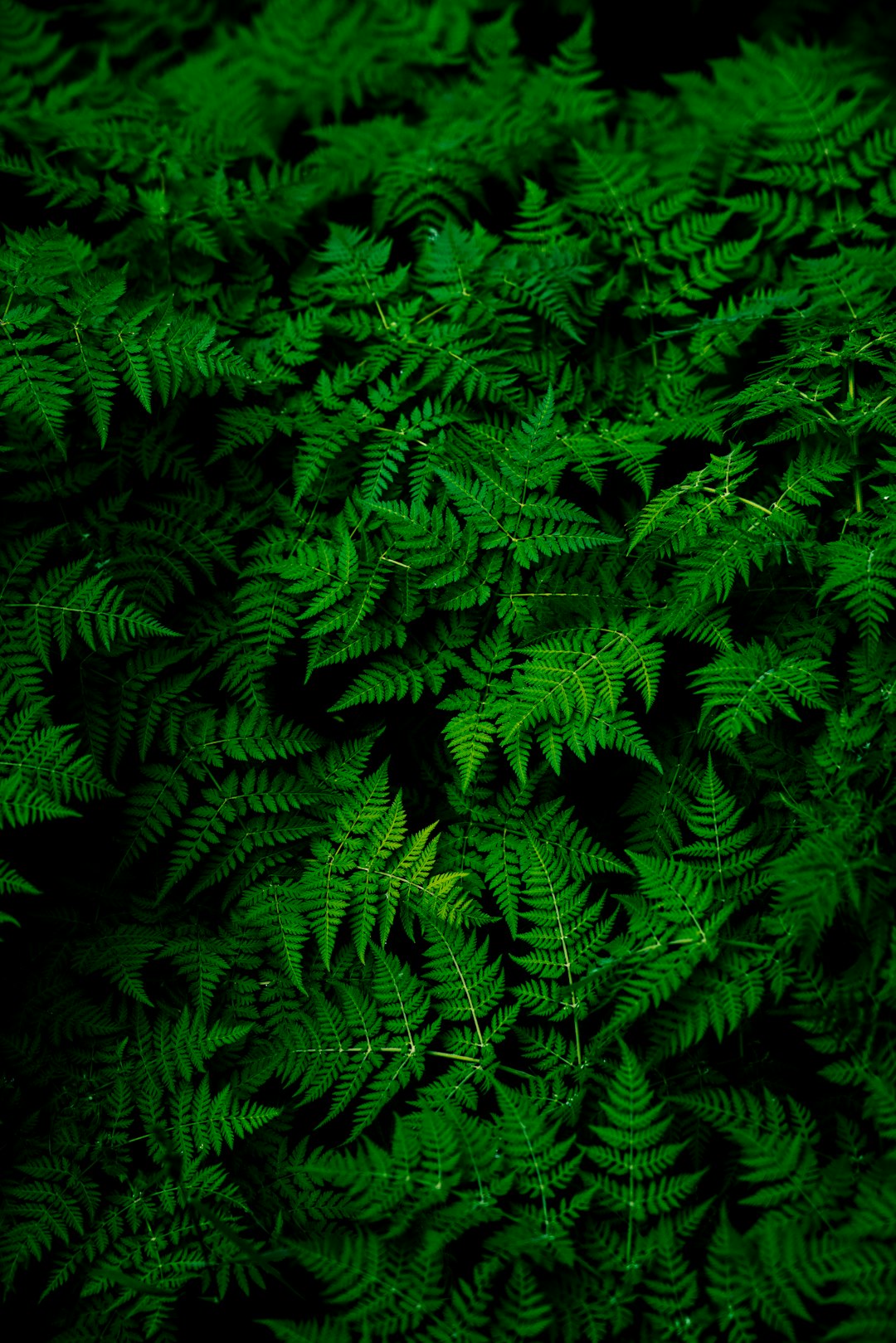 Garden Design Principles