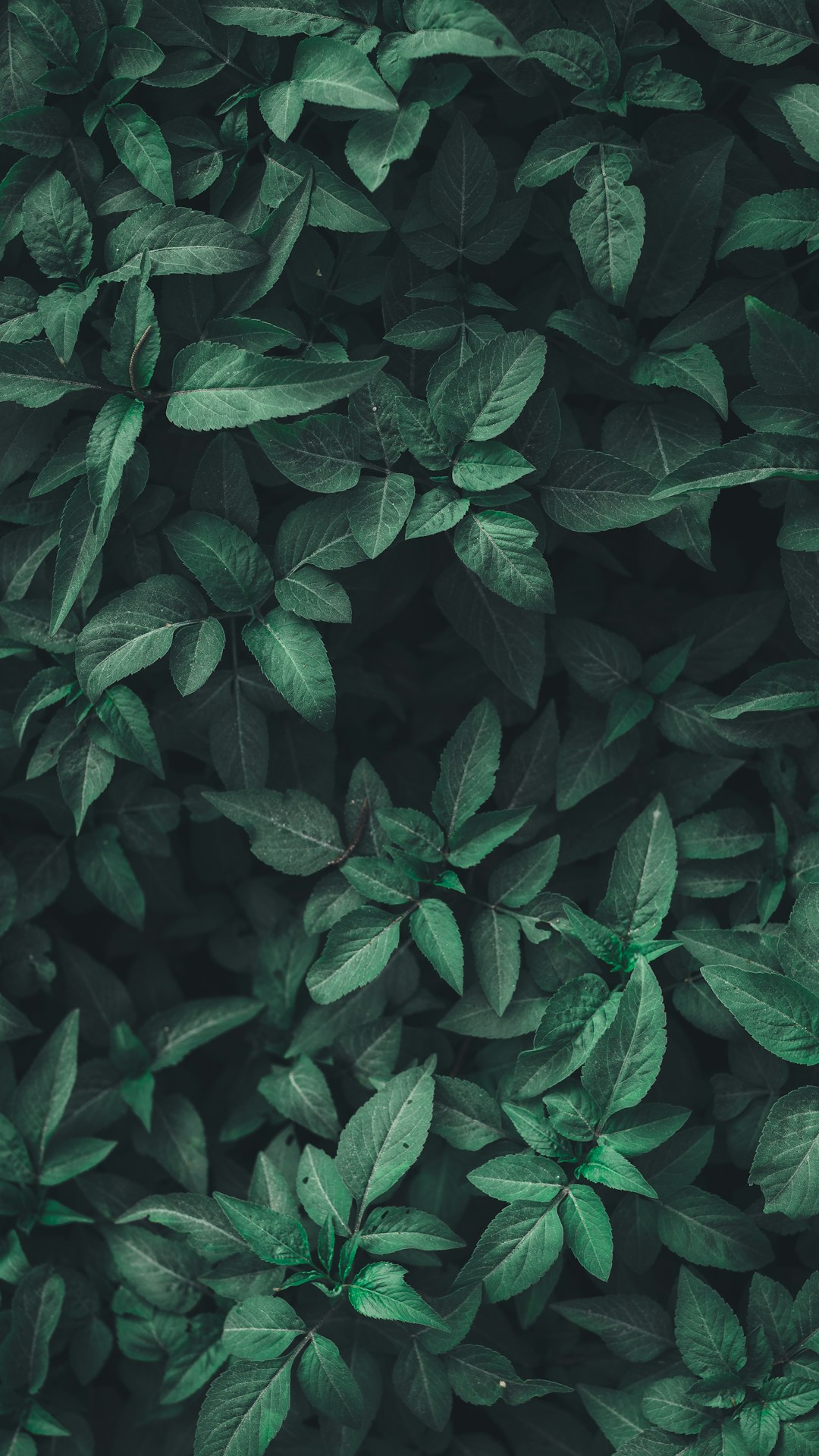 Sustainable Gardening Practices
